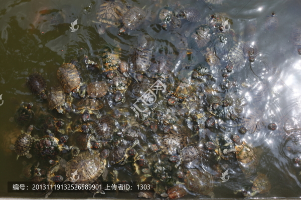 烏龜