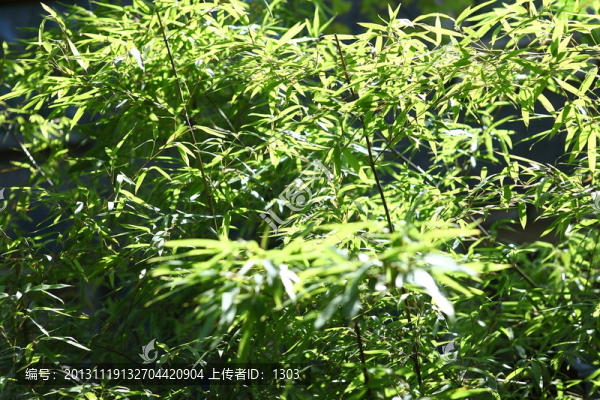 竹葉