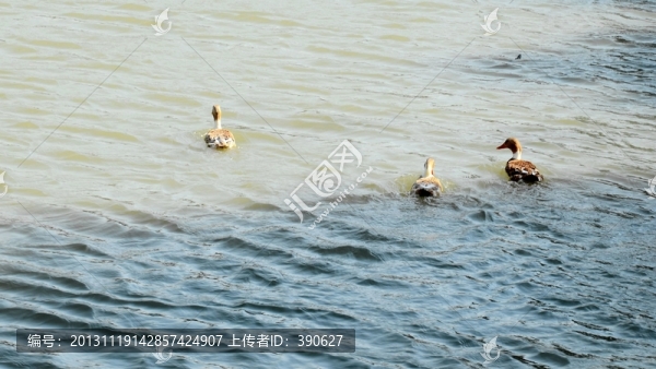 寒鴉戲水