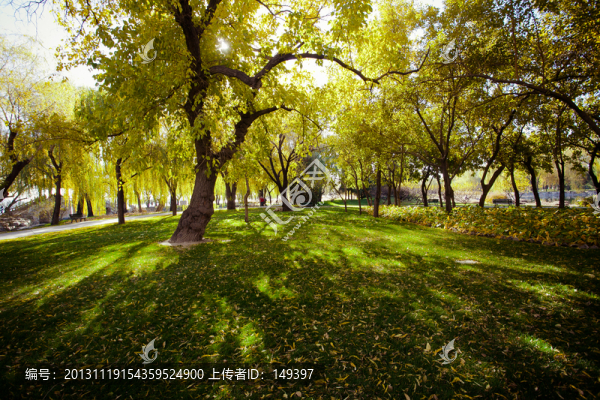 公園落葉草地