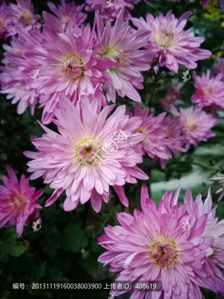 花叢