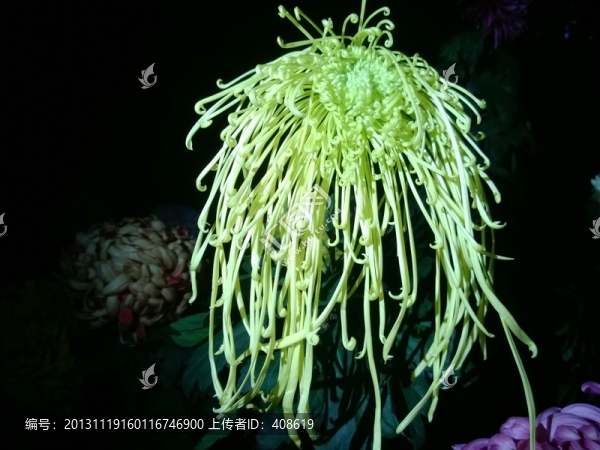 菊花