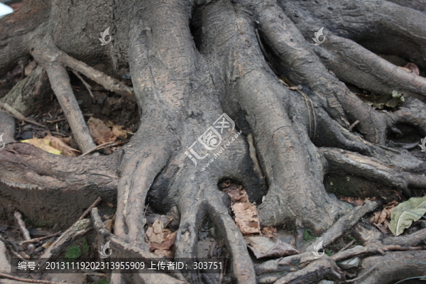 樹(shù)根
