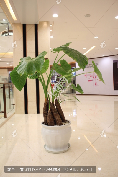 植被