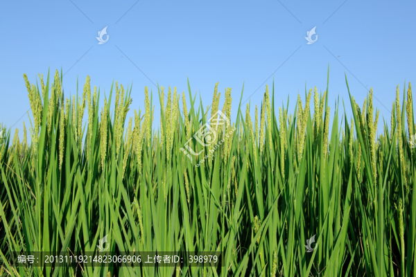 稻田