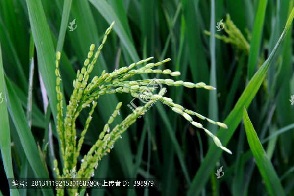 水稻