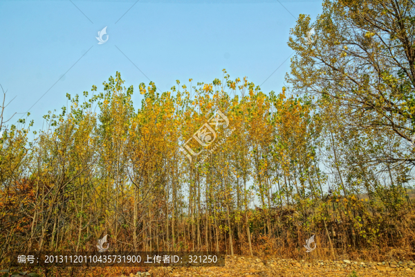 白樺林