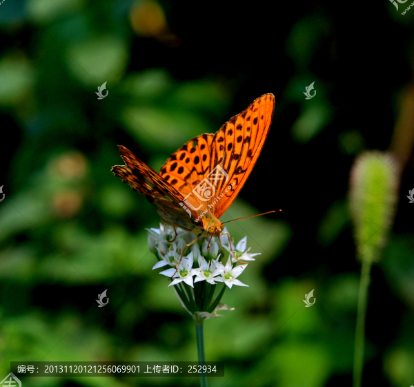 蝶戀花