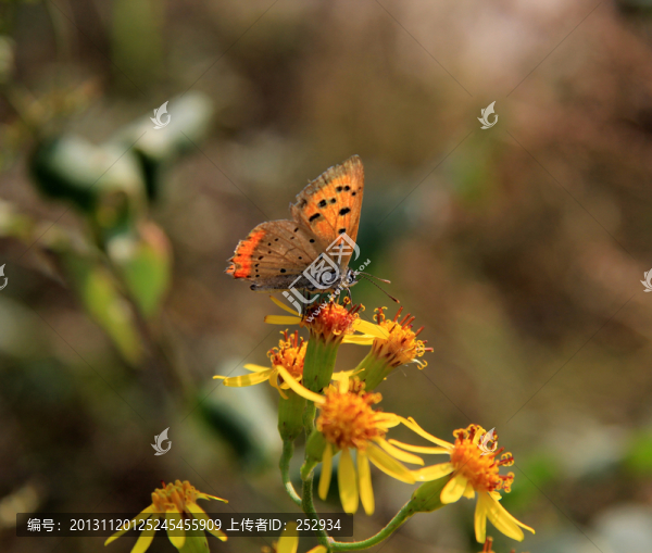 蝶戀花