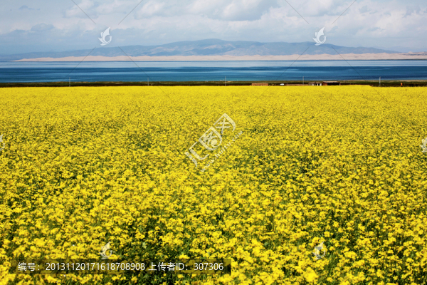 青海湖油菜花
