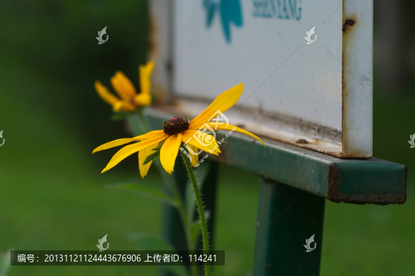 黑心金光菊