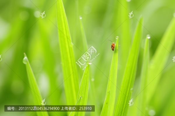 清新小草