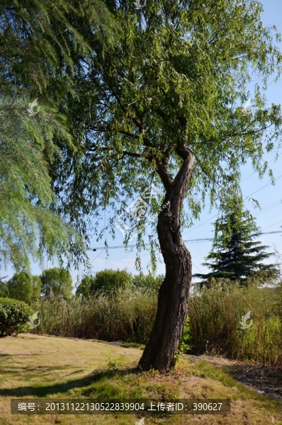 一棵樹(shù)