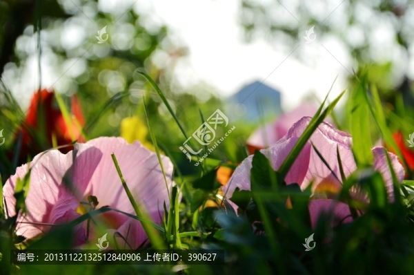 野花和小草