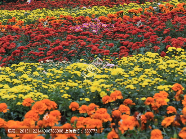 菊花