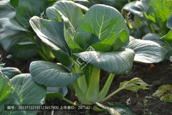 一棵青菜