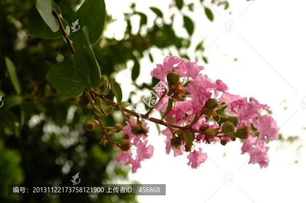 粉色花朵