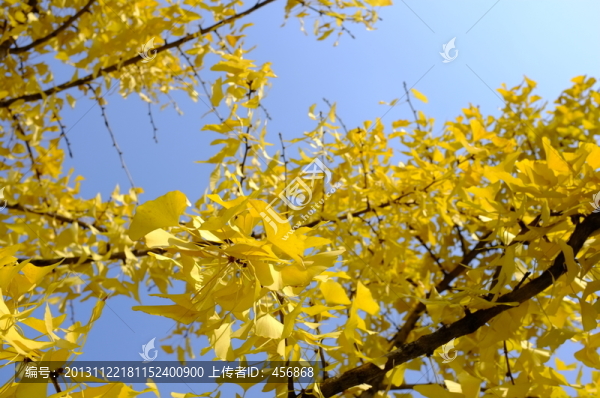 銀杏葉