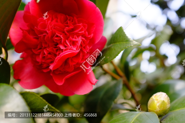 茶花,花朵