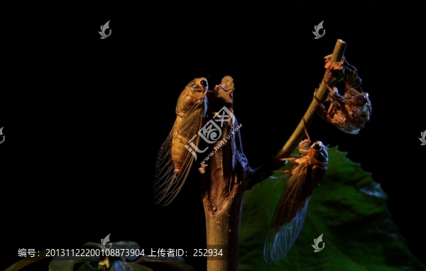 蛻變