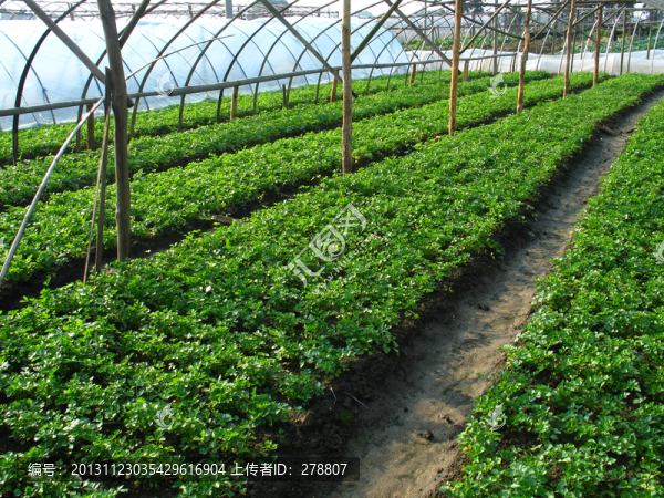 無公害蔬菜,大棚蔬菜