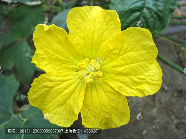 冬瓜花
