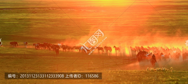 馬群