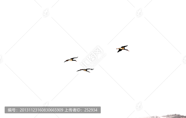 飛鳥