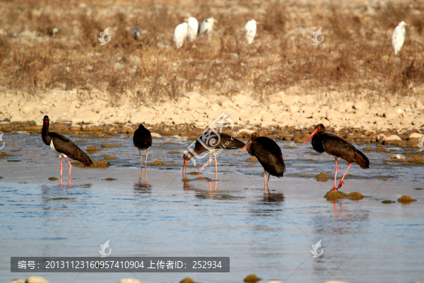 群鳥圖