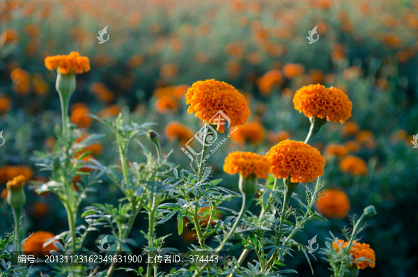 萬壽菊