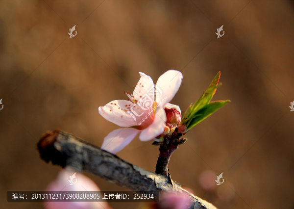 桃花