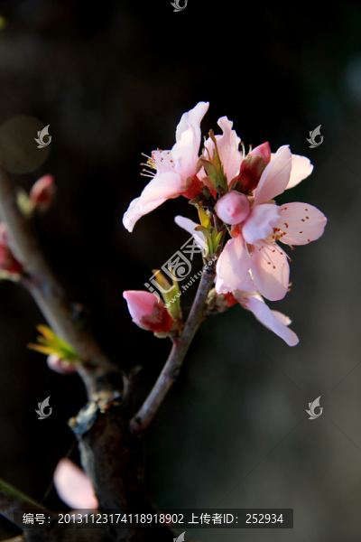 桃花
