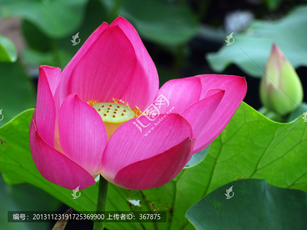荷花