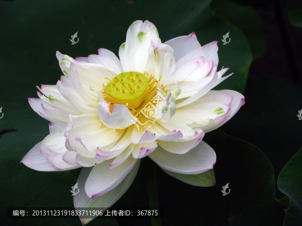 荷花