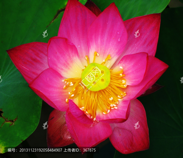 荷花