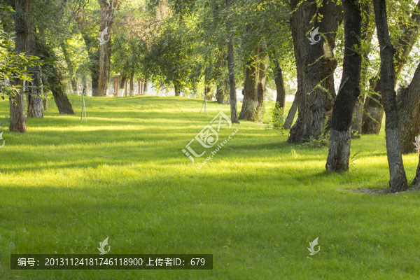 樹林,,草坪