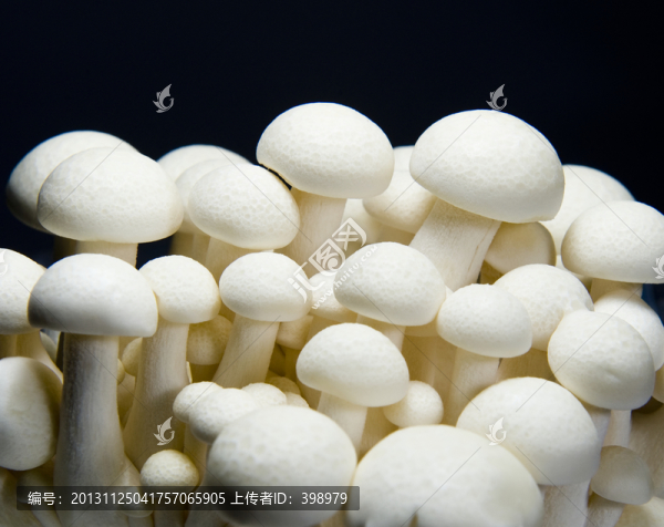 蘑菇,白玉菇