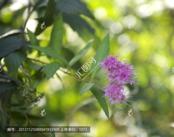景觀灌木花