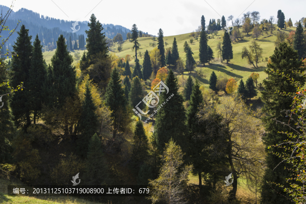 松林