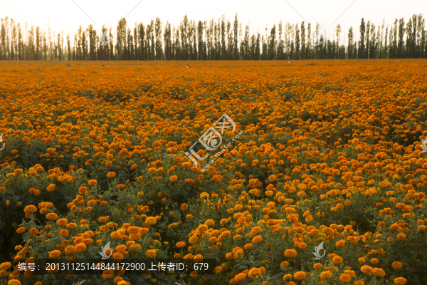 花田