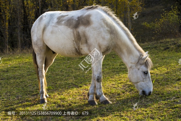 牧馬