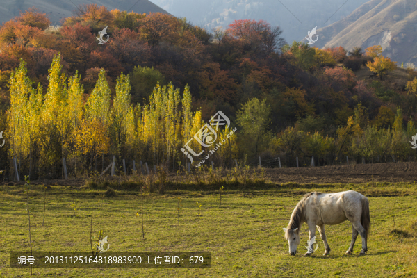 牧馬