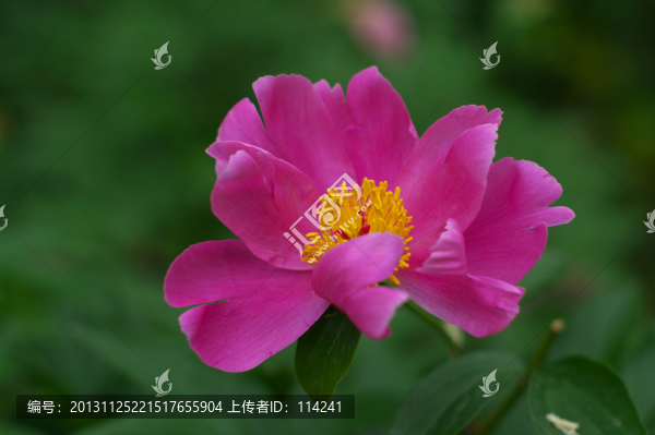 芍藥花