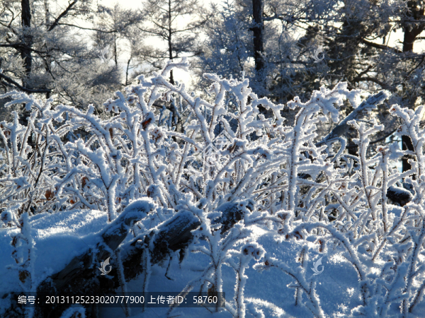 樹枝霜花