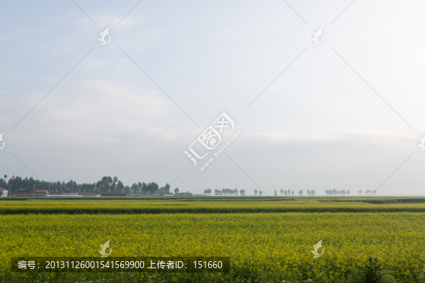 油菜花田野