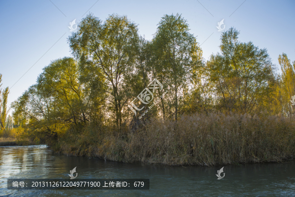 水灣,樹林