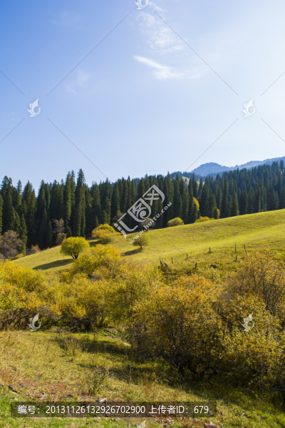 高山,草原