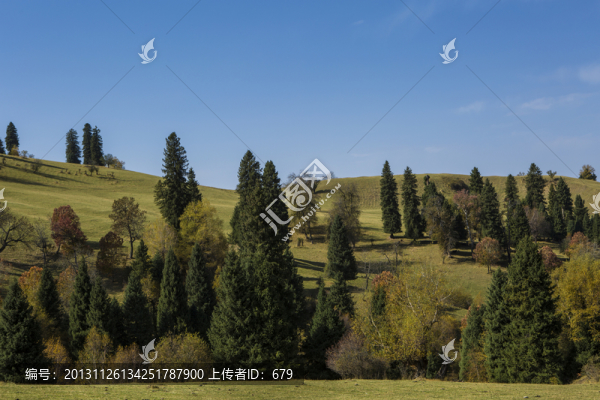 森林深處