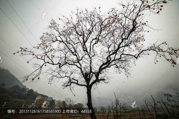 柿子樹(shù)