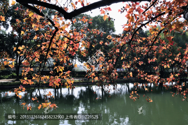 天平山紅葉